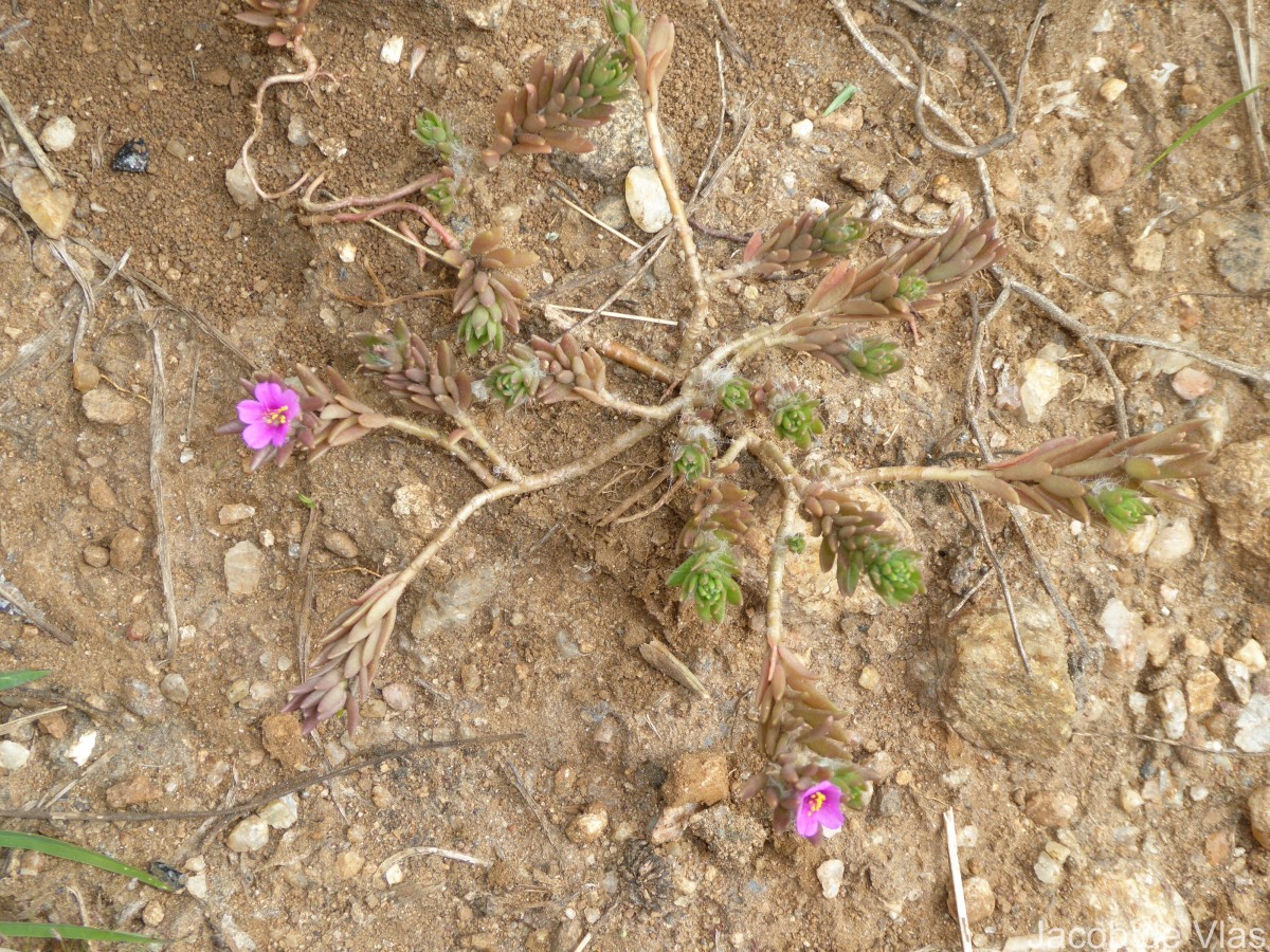 Portulaca pilosa L.